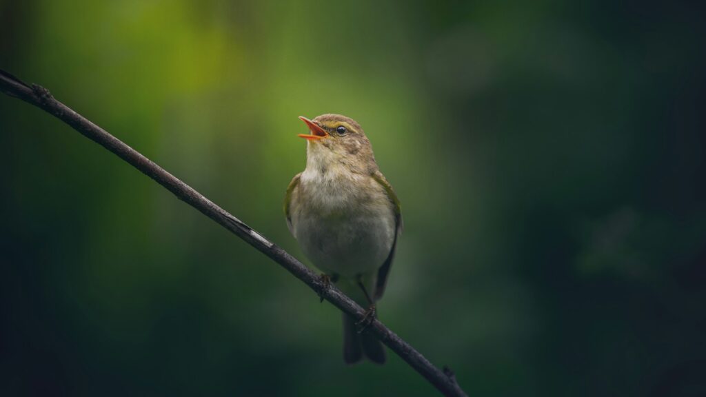 Small bird singing on a tree branch with soft bokeh background