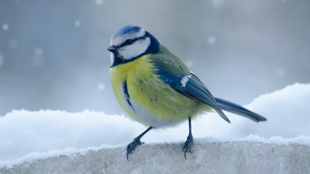 Eurasian blue tit perched on a snow-covered stone railing