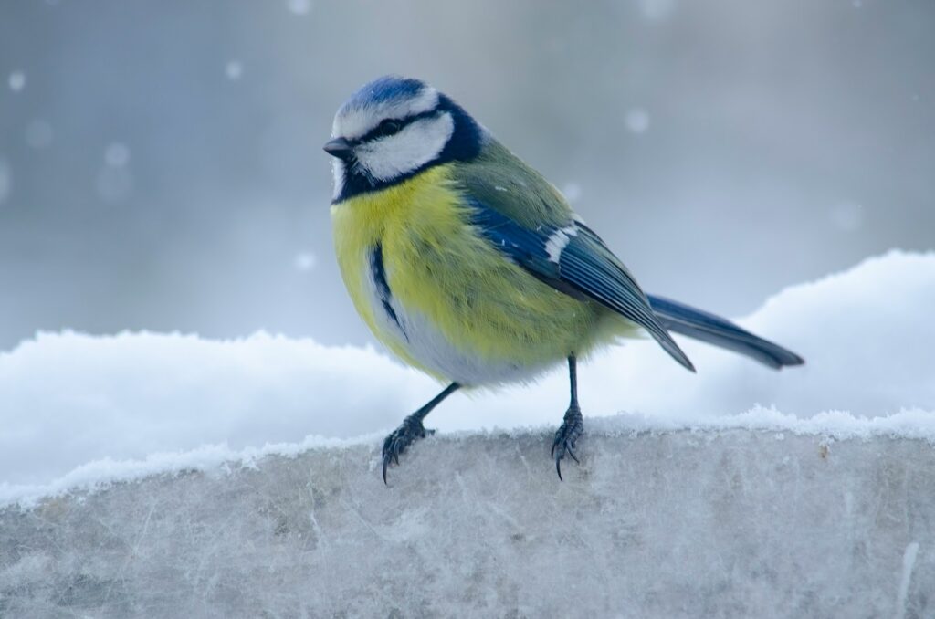 yellow and green bird