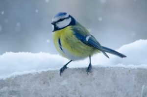 yellow and green bird