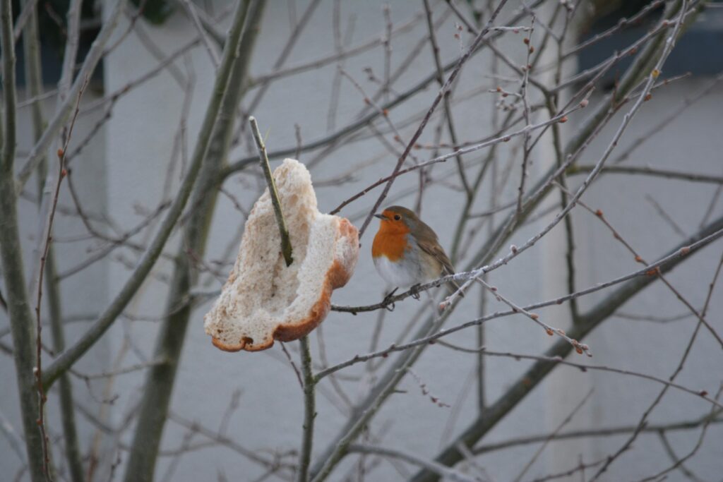 A European robin with an orange breast perches on a twig near bread.