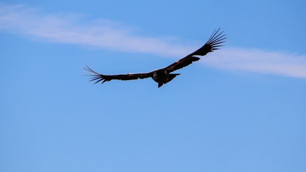 Large bird soaring through clear blue sky above desert landscape