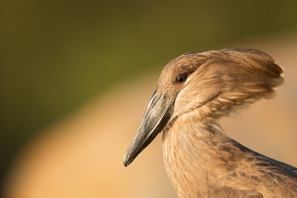 A close-up of a Hamerkop's head and neck.
