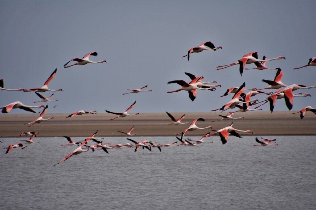 A flock of flamingos flies over water.