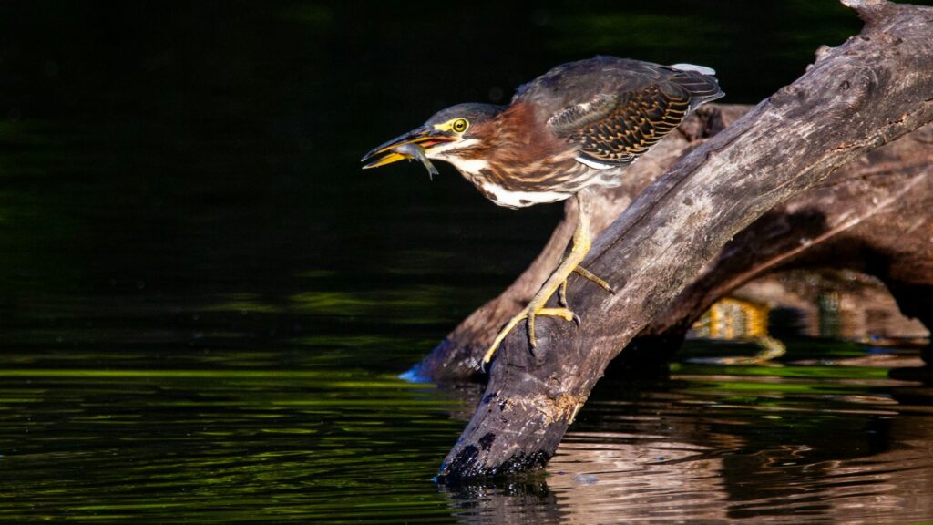 Green Heron with small fish caught in its beak by the water's edge
