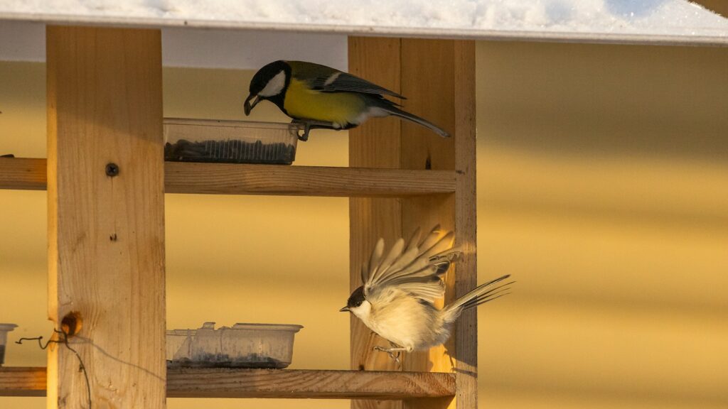 Two birds feeding inside a handcrafted two-level bird feeder