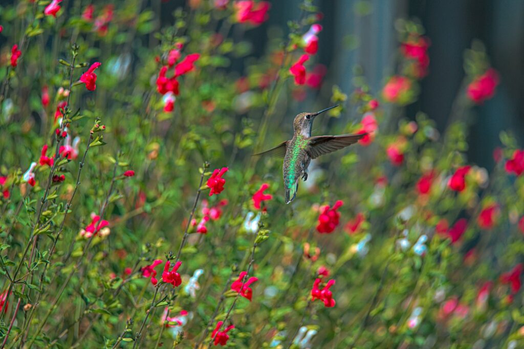 brown and white humming bird flying over red flowers