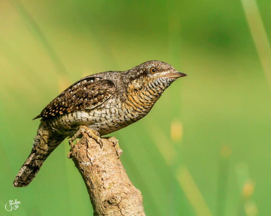 a small bird perched on top of a tree branch