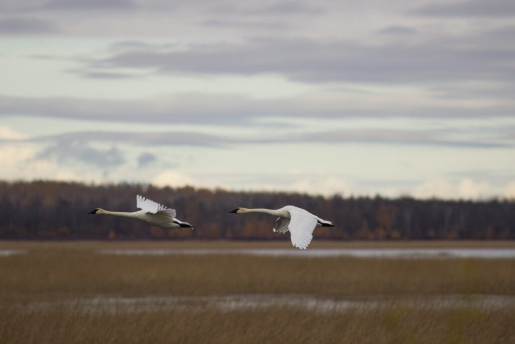 Two Trumpeter swans fly low over a wetland with a forest in the background.
