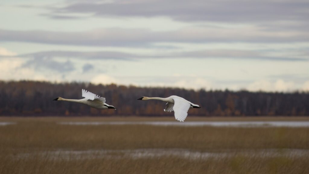 Two Trumpeter swans fly low over a wetland with a forest in the background.