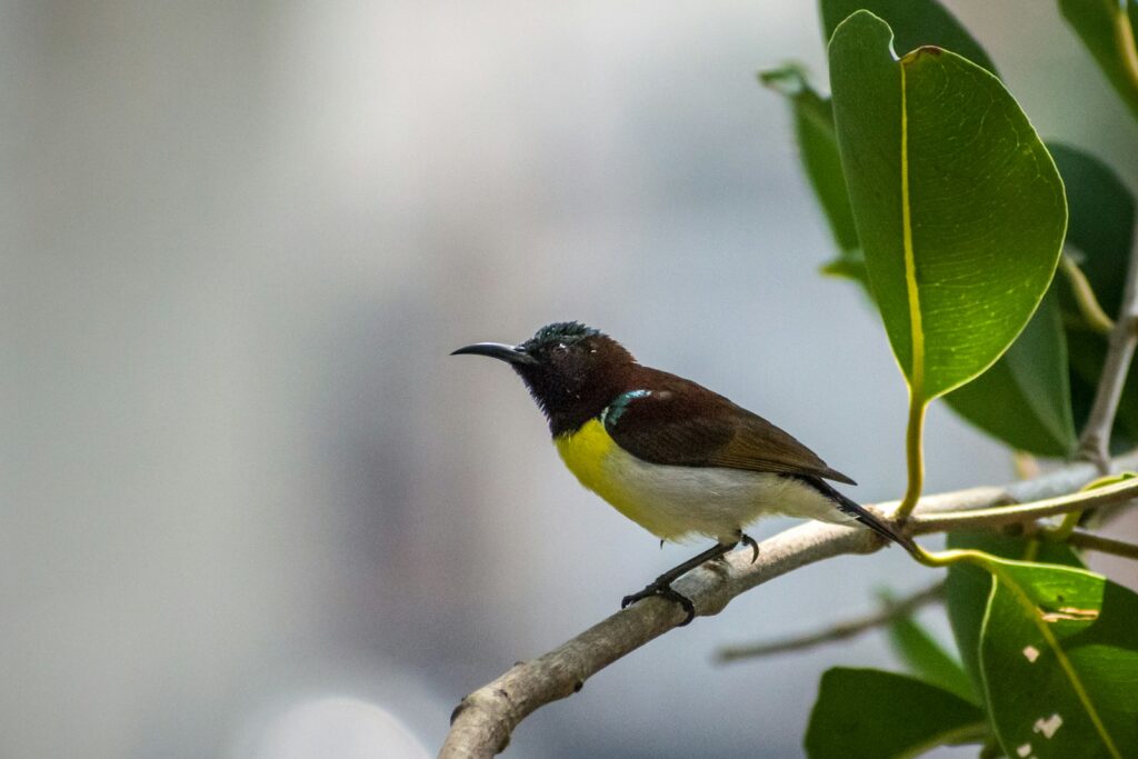 A Purple-rumped Sunbird perches gracefully on a slender branch.