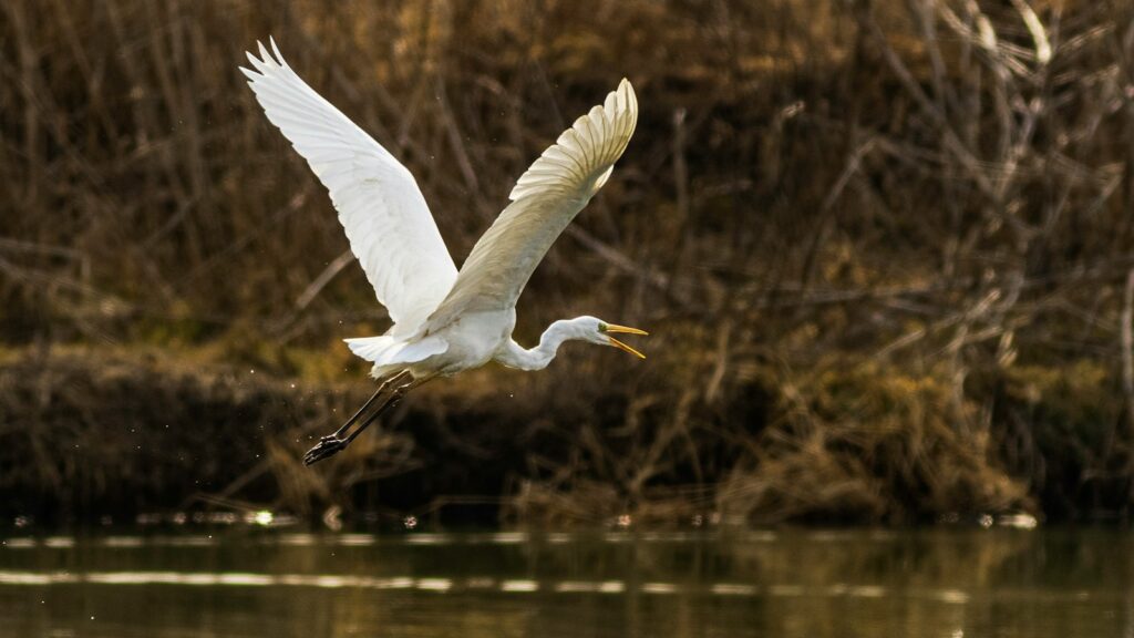 Egret flying above water, cawing with its beak open