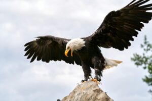 A bald eagle with a white head and dark body perches on a rock, wings spread.