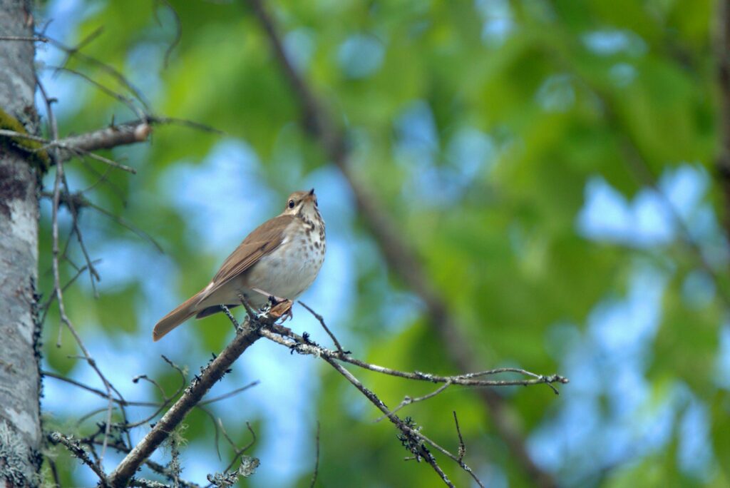 a small bird perched on a tree branch