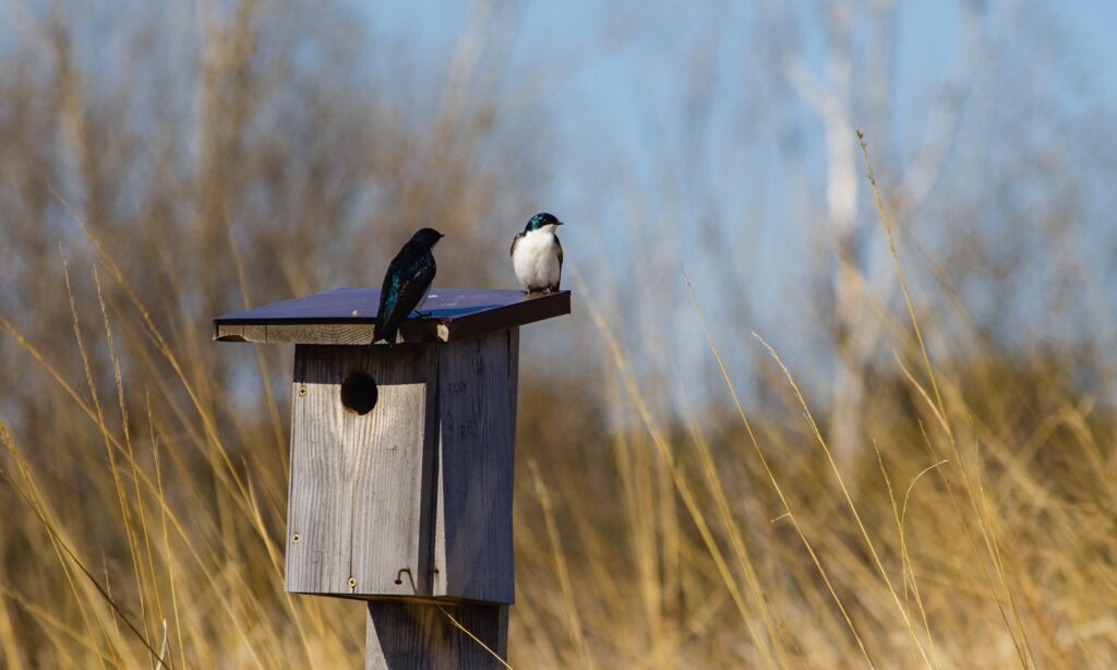 Two tree swallows perched near a birdhouse.