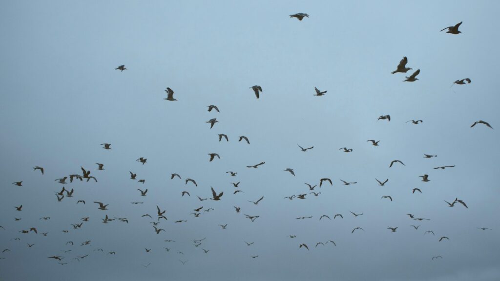 Bird silhouettes in flight against a dusky, overcast sky