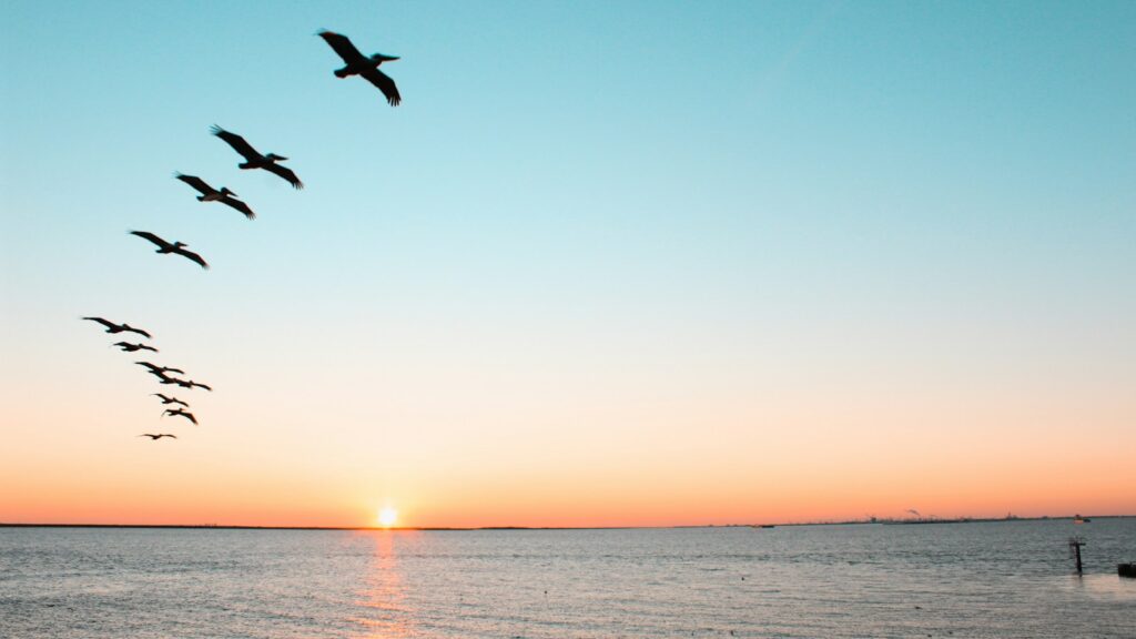 Flock of birds flying over the ocean at sunset