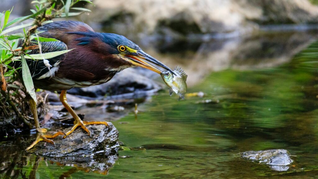 Green Heron holding fish in beak while balanced on rock in water