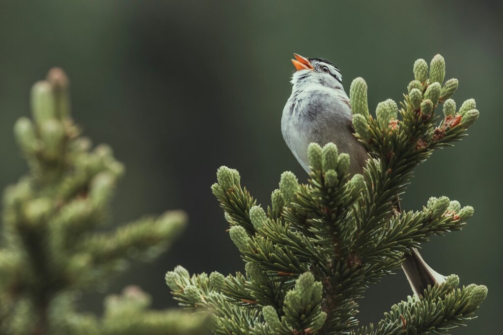 gray and white bird on green tree