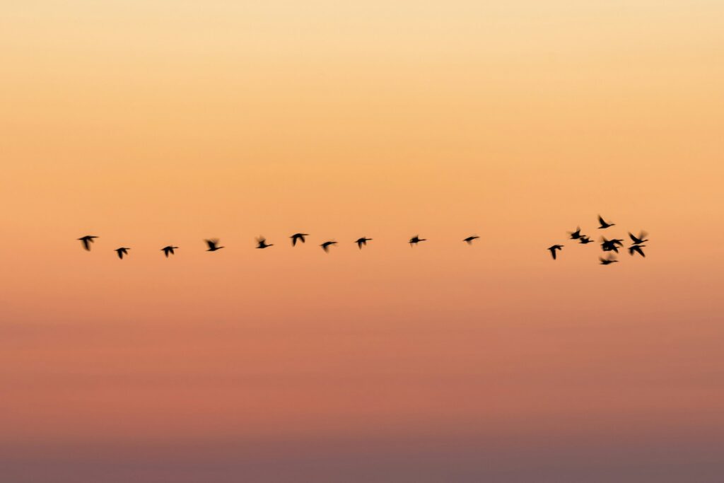 A flock of Sandhill cranes flies in a loose formation against a vibrant orange sunset sky.