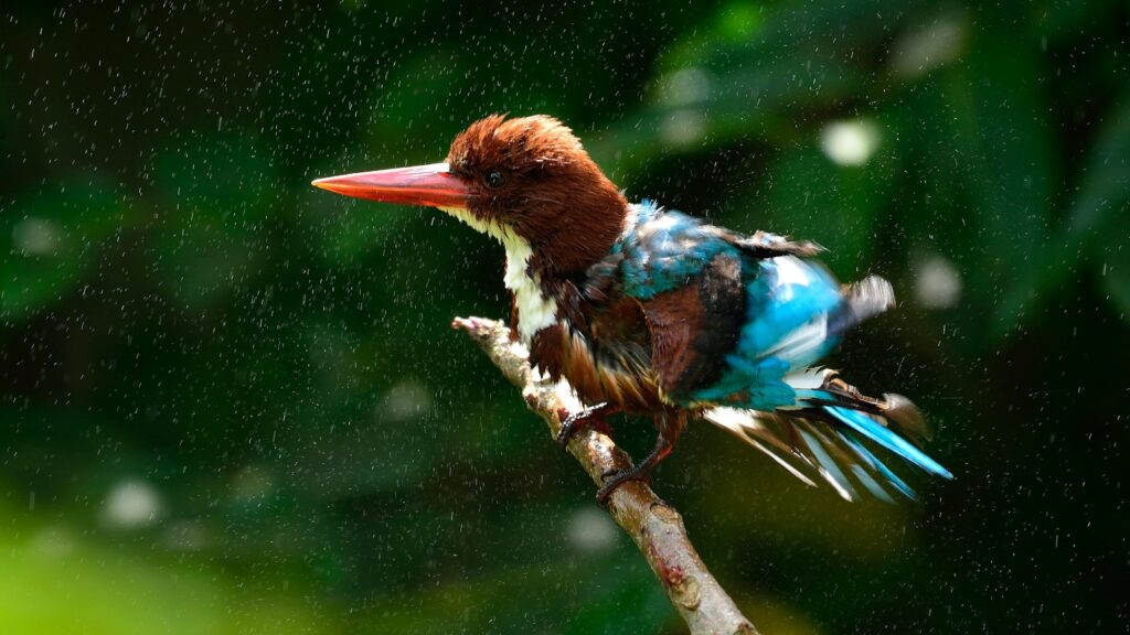 Kingfisher bird drying its feathers after a rain shower