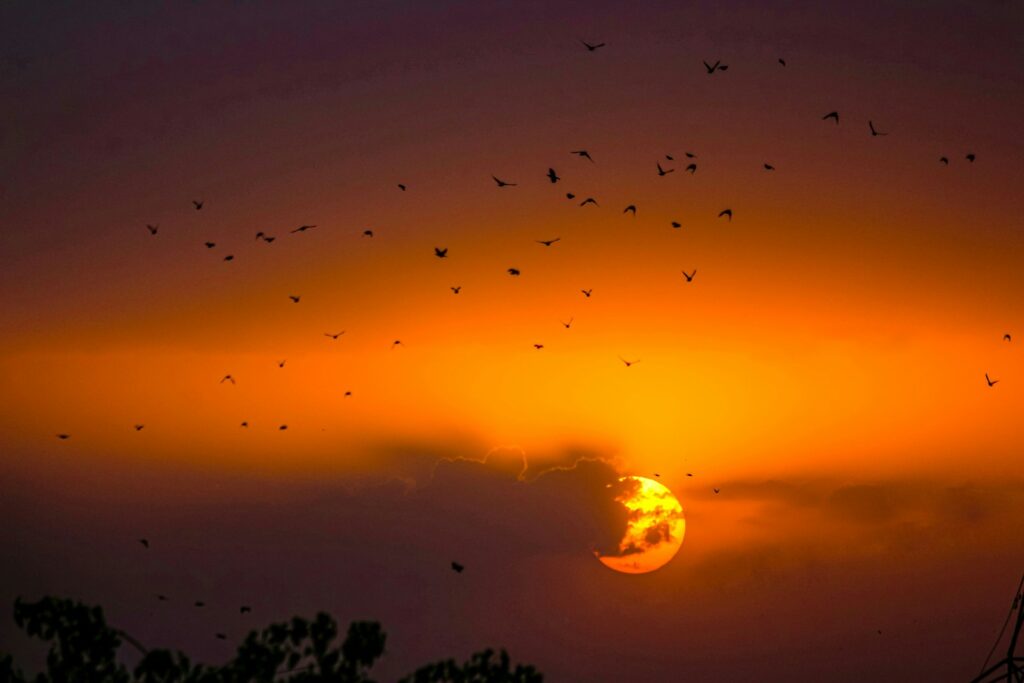 Birds fly across a vibrant sky with a setting sun.
