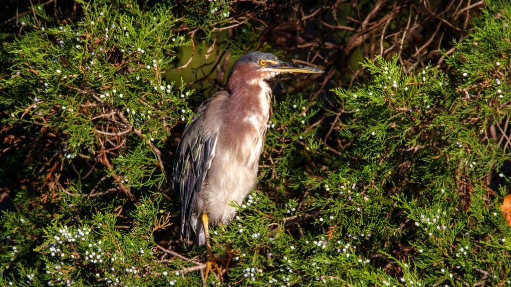 Green Heron perched on leafy tree branch