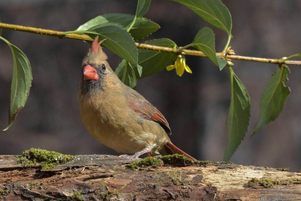 A female Northern cardinal rests on a mossy branch.