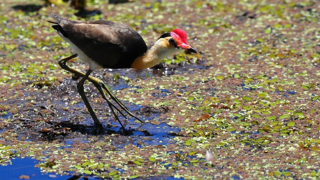 Jacana balancing on wetland water, one leg lifted