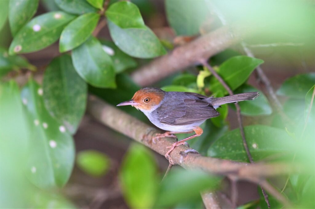 A tailorbird perches on a branch with its orange head and grey body.