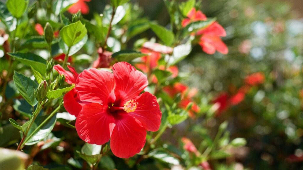 Shoeblackplant shrub with vibrant green leaves and small red flowers