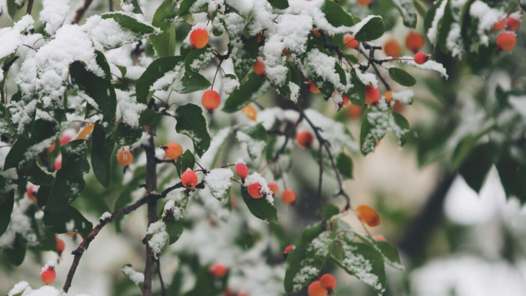 tree covered in snow with pops of red berries