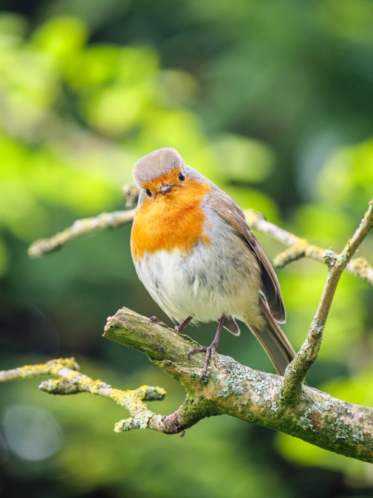 European Robin perched on a branch with head tilted curiously