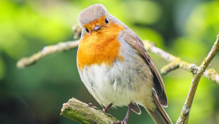 European Robin perched on a branch with head tilted curiously