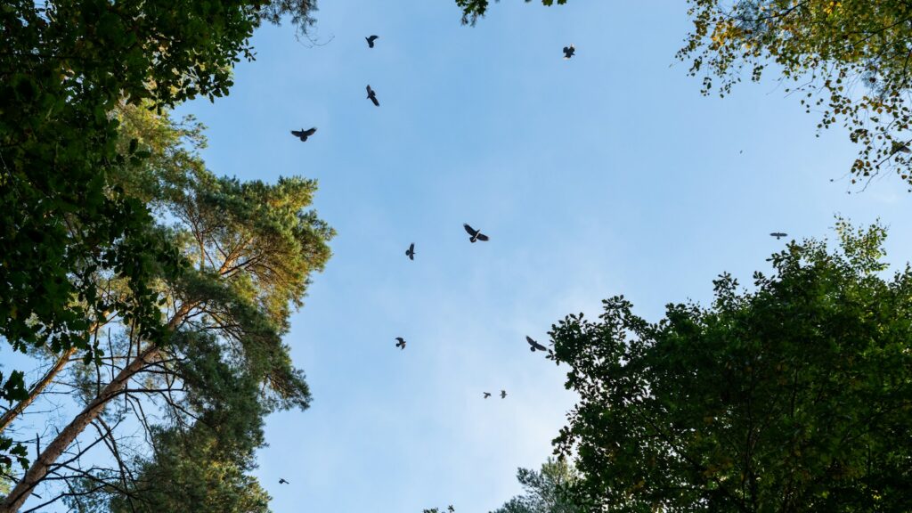 Flock of birds flying above a dense forest with a clear sky background