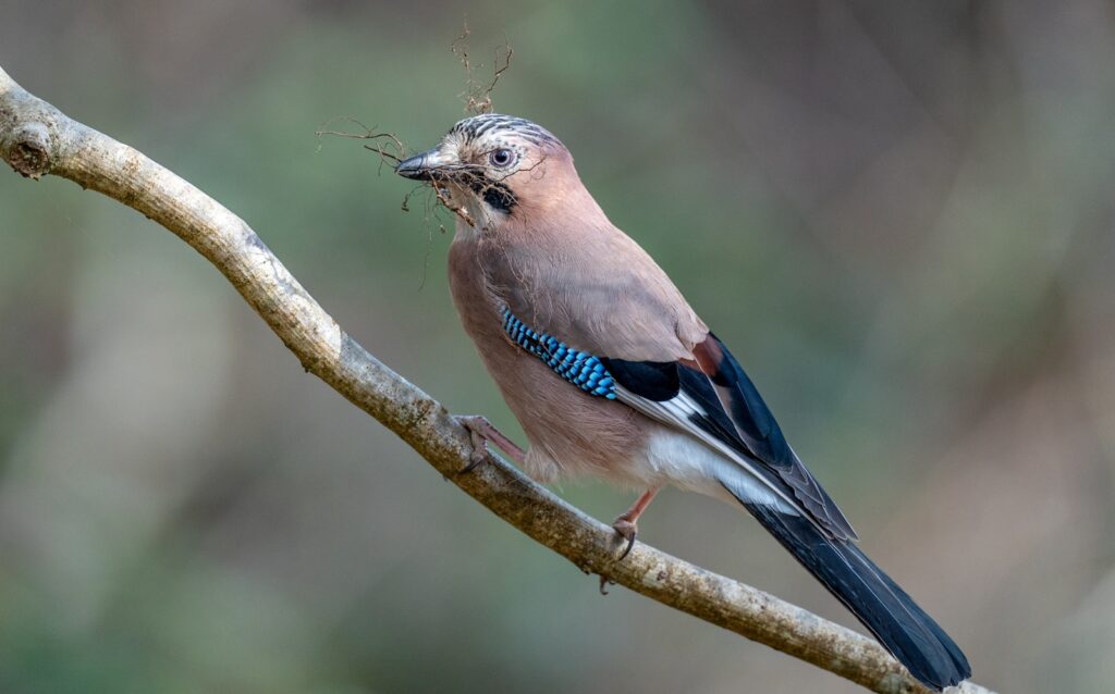 A Eurasian Jay with blue-striped wings perches on a branch.