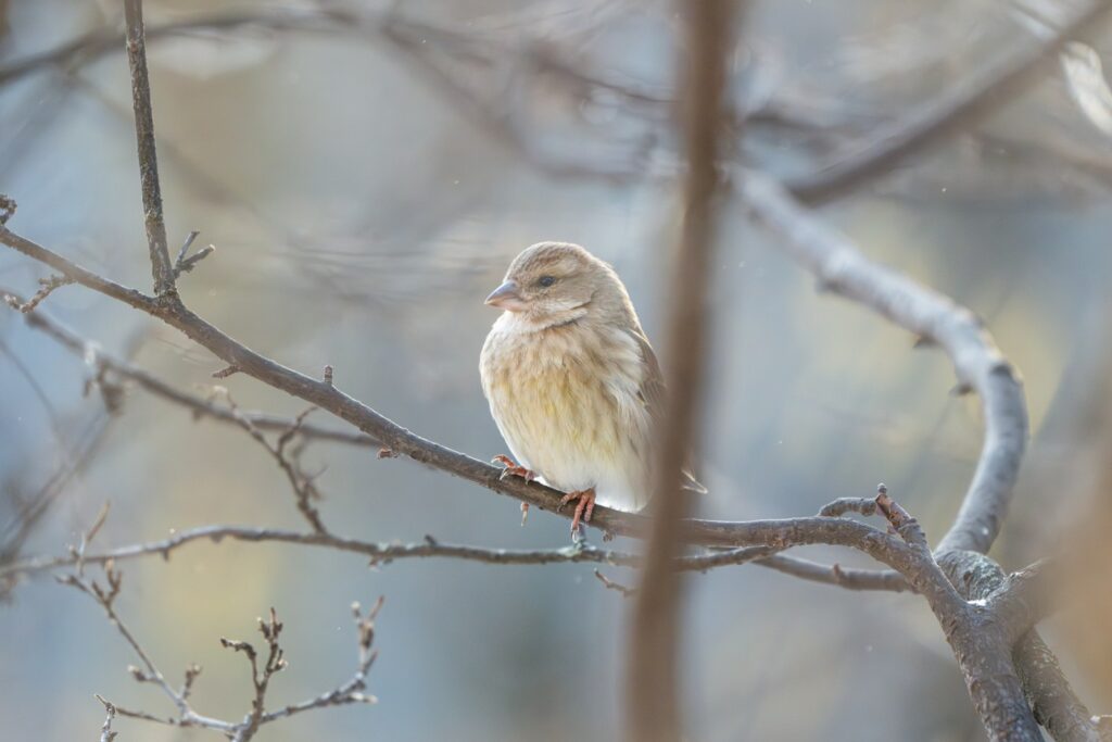 A Common linnet perches on a bare tree branch.