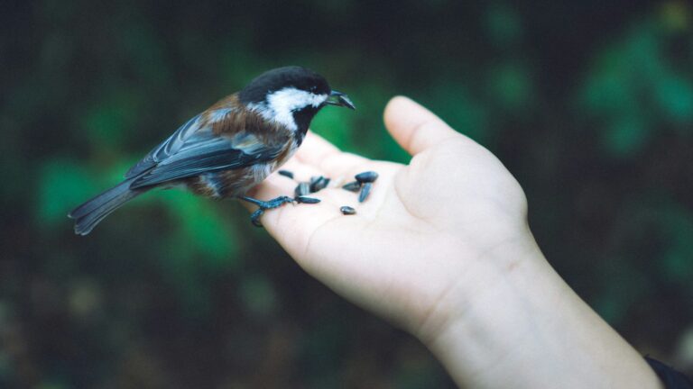 Man hand-feeding a small bird with seeds