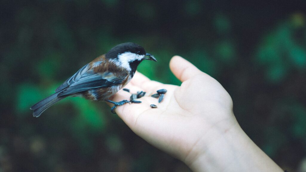 Bird feeding from the palm of a hand, gently picking up seeds
