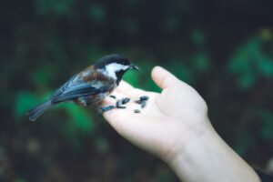 A Chestnut-backed Chickadee perches on a hand, feeding on seeds.
