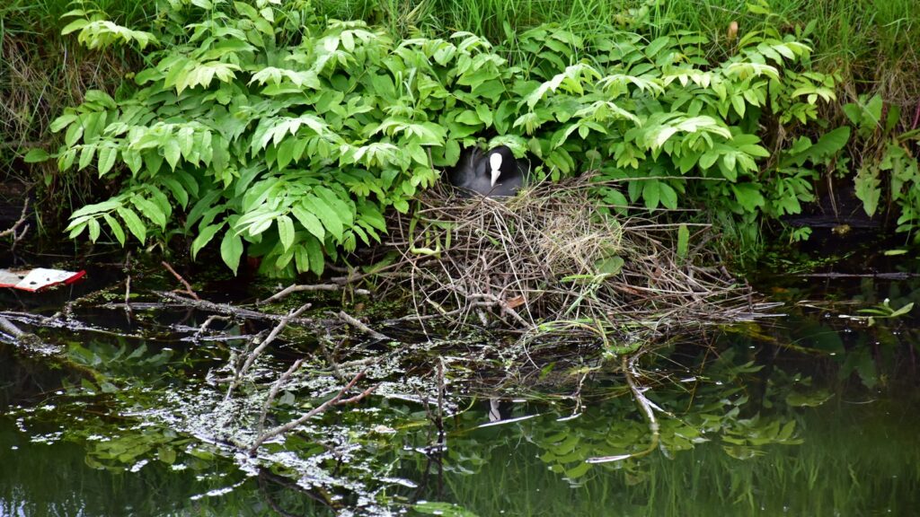 bird perched on a nest surrounded by water