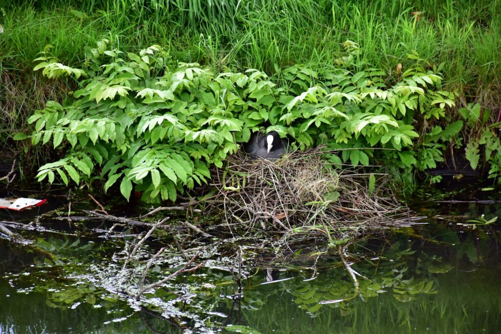 A Eurasian Coot sits on its nest made of sticks among green foliage near the water.