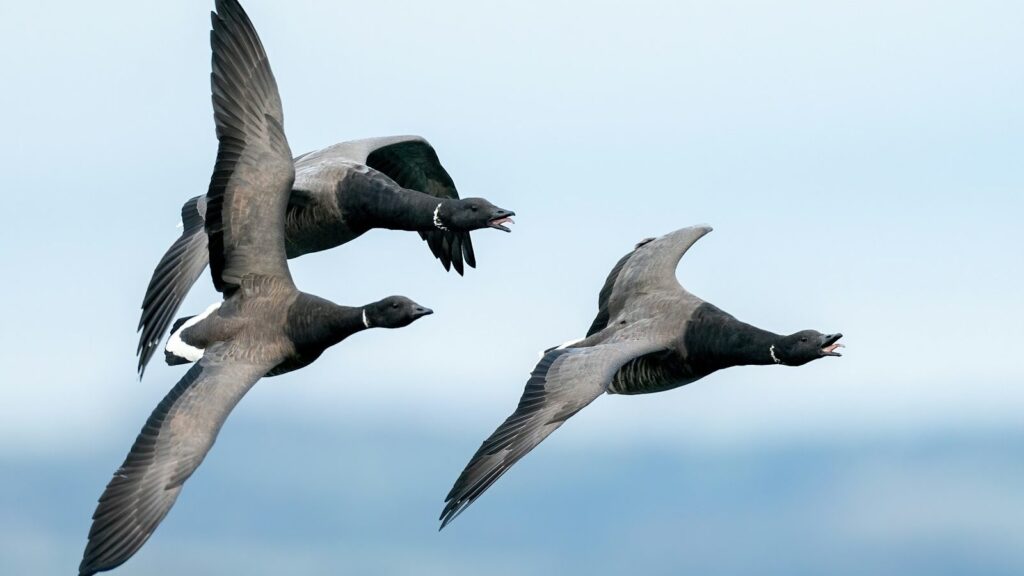 Three Brant geese flying close together against a blue sky