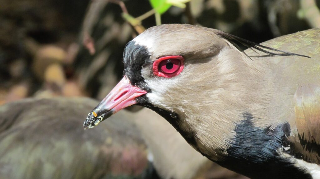 A Southern Lapwing with its distinctive gray and black plumage, red eyes, and a pink beak.