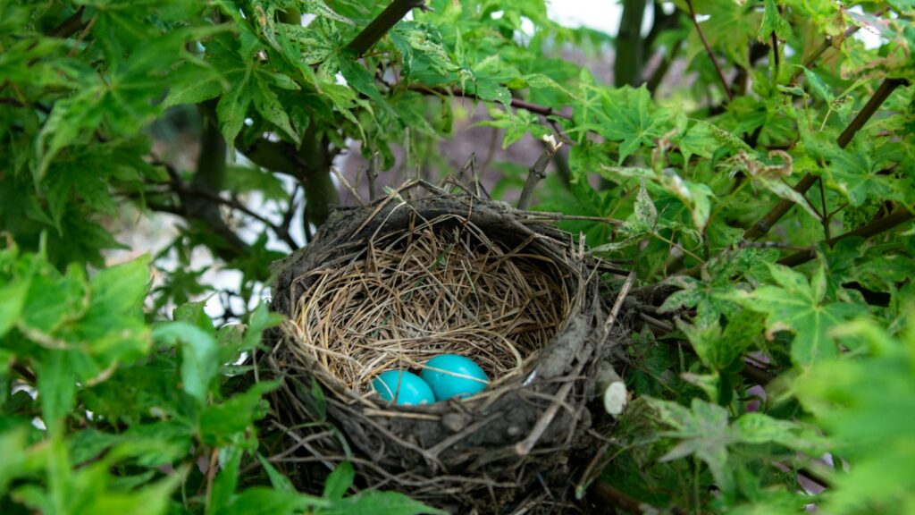 American Robin nest hidden inside dense garden shrub