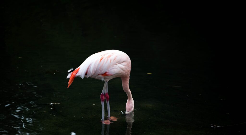 A pink flamingo with its head submerged for feeding stands in shallow water.