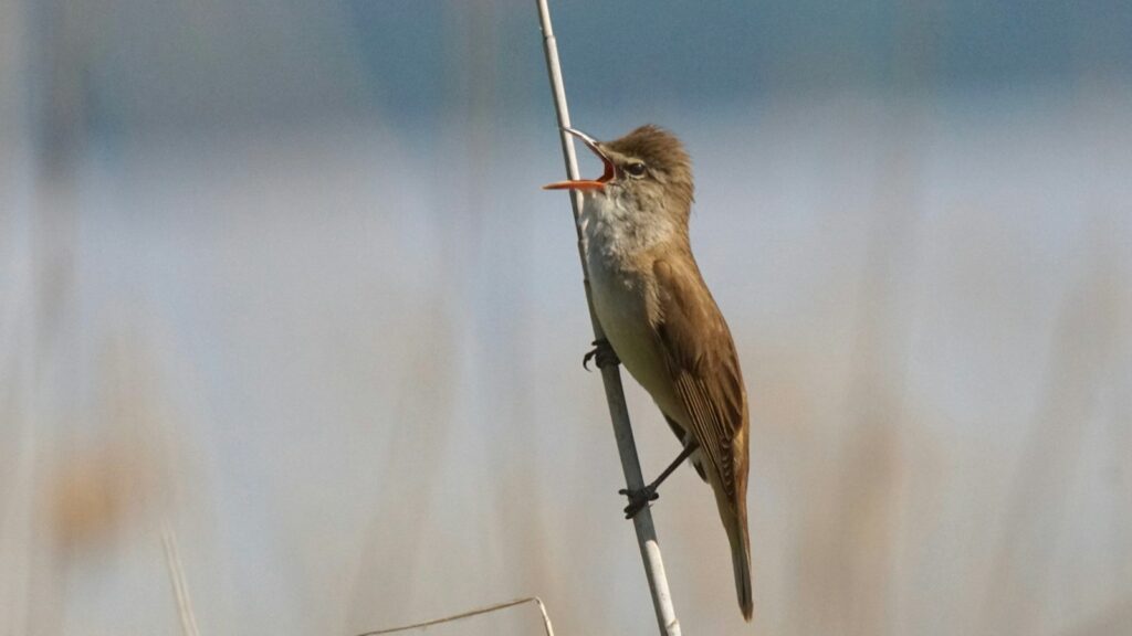 Great Reed Warbler perched on a thin twig