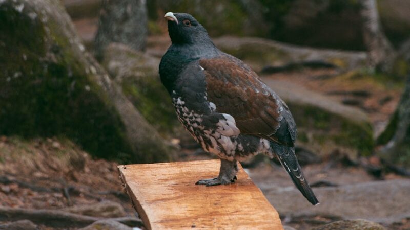Capercaillie bird standing on a wooden bench made from a split log