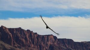 Bird flying high over a rugged mountain desert