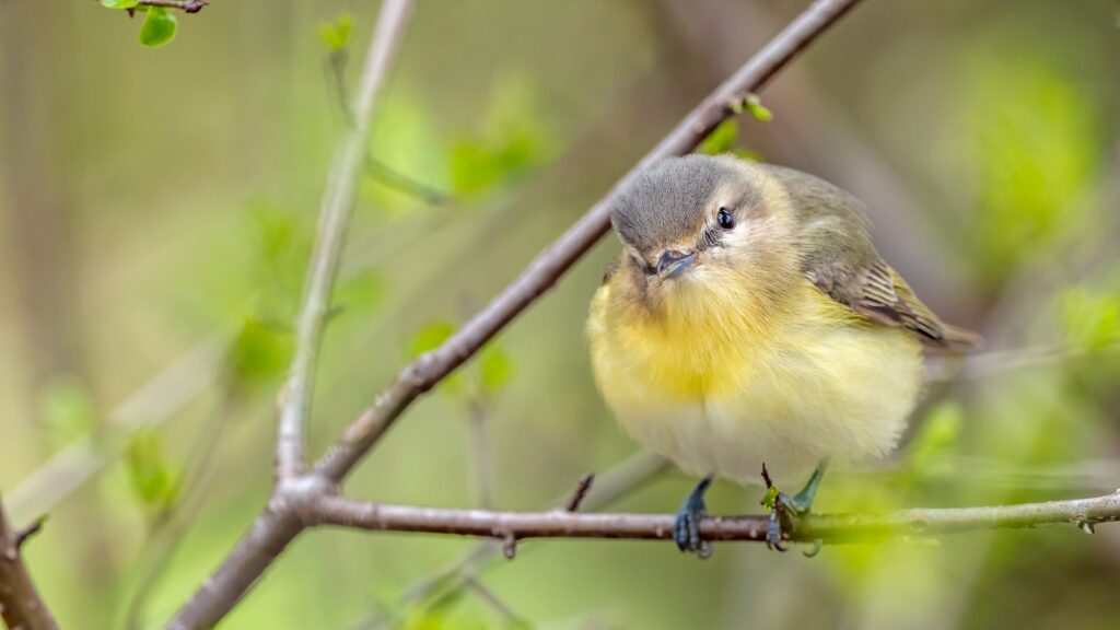 Philadelphia Vireo perched on a thorny branch with head tilted sideways